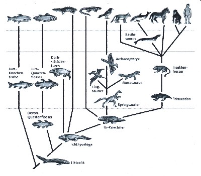 evolution tree