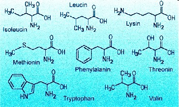 amino acids